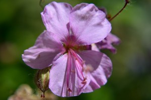 Lohfelden geranium cranesbill